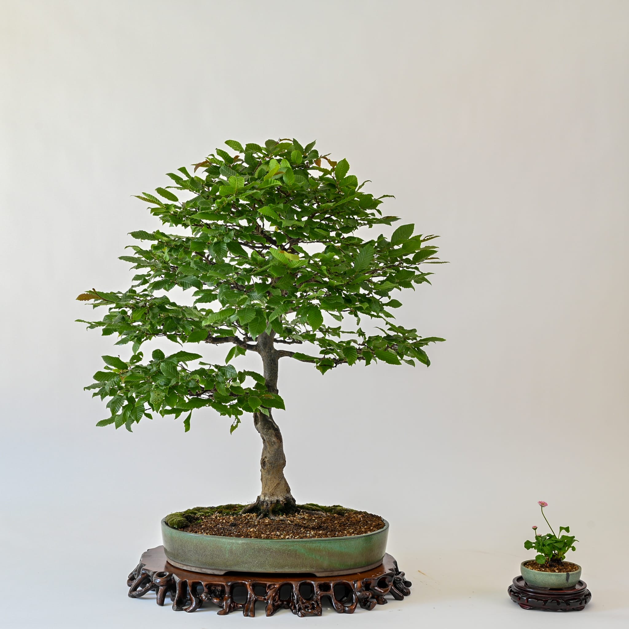 Bonsai-AK-Leer - AUSSTELLUNGEN